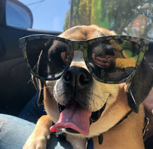 Meet your Posher, Sven